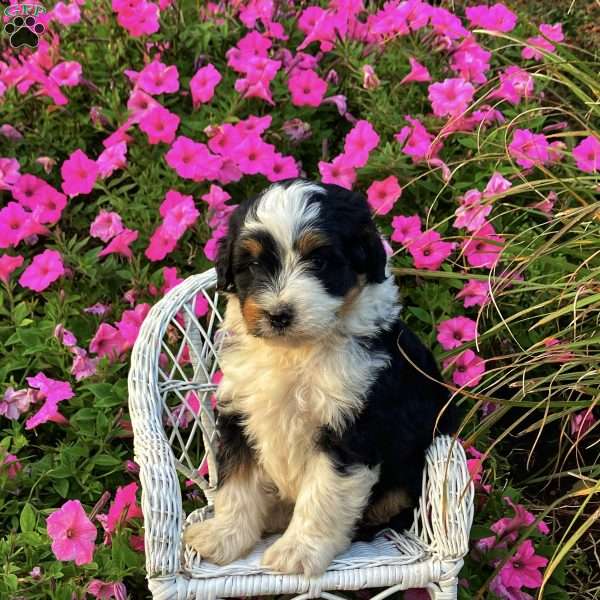 Patch, Mini Bernedoodle Puppy