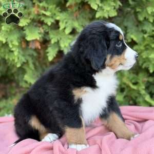 Zayla, Bernese Mountain Dog Puppy