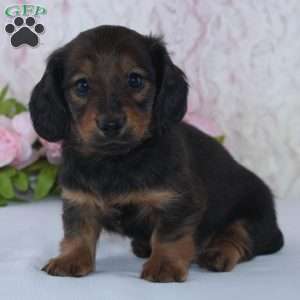 Sadie, Dachshund Puppy