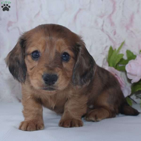 Sage, Dachshund Puppy