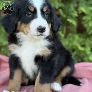 Zayla, Bernese Mountain Dog Puppy