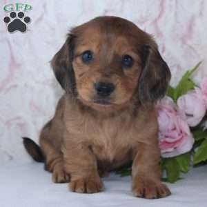 Sage, Dachshund Puppy