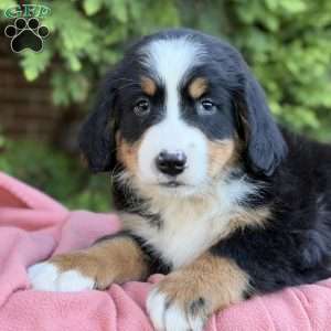 Zayla, Bernese Mountain Dog Puppy