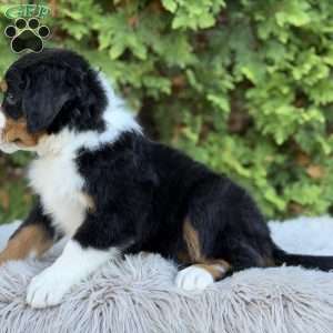Sasha, Bernese Mountain Dog Puppy