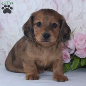 Sage, Dachshund Puppy