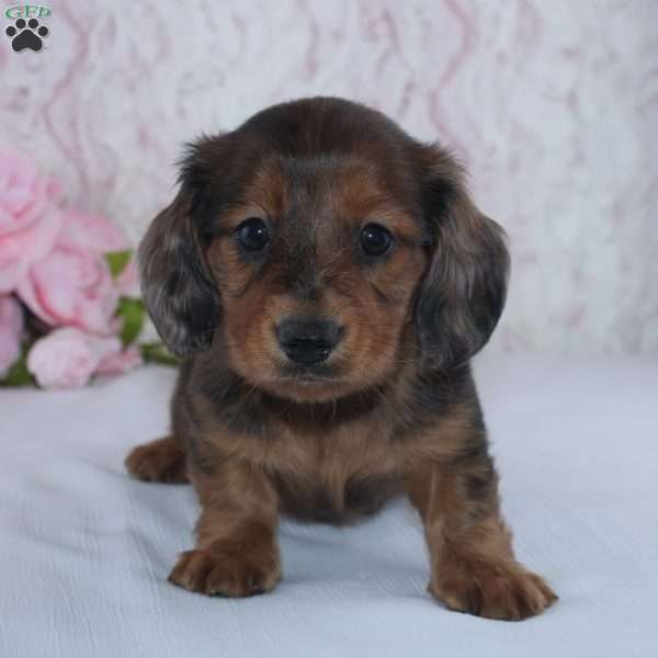 Shayla, Dachshund Puppy