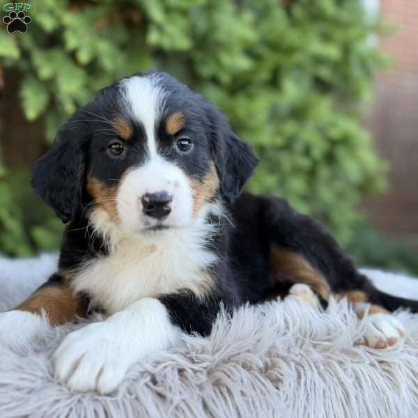 Sasha, Bernese Mountain Dog Puppy