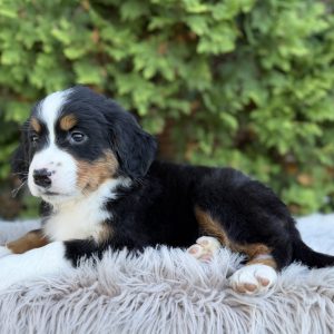 Sasha, Bernese Mountain Dog Puppy