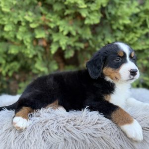 Sasha, Bernese Mountain Dog Puppy