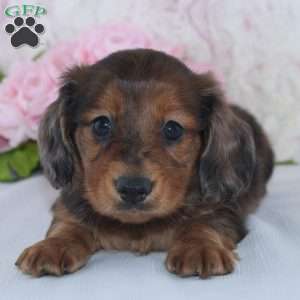 Shayla, Dachshund Puppy