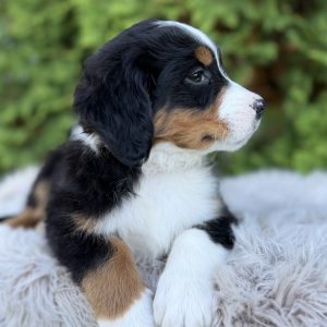 Sasha, Bernese Mountain Dog Puppy