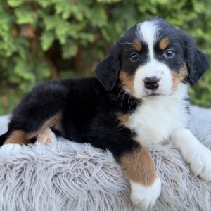 Sasha, Bernese Mountain Dog Puppy