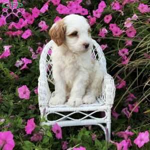 Paisley, Mini Bernedoodle Puppy