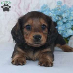 Shawn, Dachshund Puppy