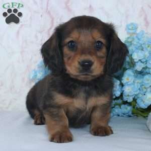 Shawn, Dachshund Puppy