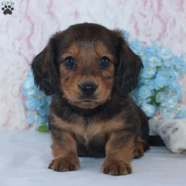 Shawn, Dachshund Puppy