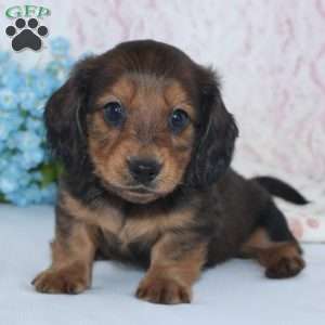Shawn, Dachshund Puppy