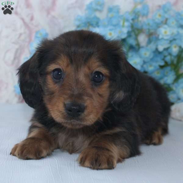 Stanley, Dachshund Puppy