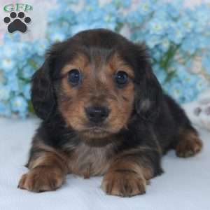 Stanley, Dachshund Puppy