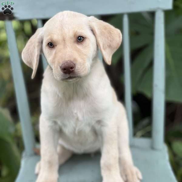 Minni, Yellow Labrador Retriever Puppy