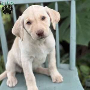 Minni, Yellow Labrador Retriever Puppy