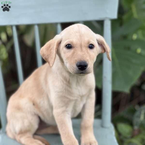 Muffin, Yellow Labrador Retriever Puppy