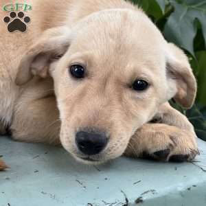 Mochi, Yellow Labrador Retriever Puppy