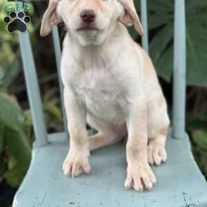 Muffin, Yellow Labrador Retriever Puppy