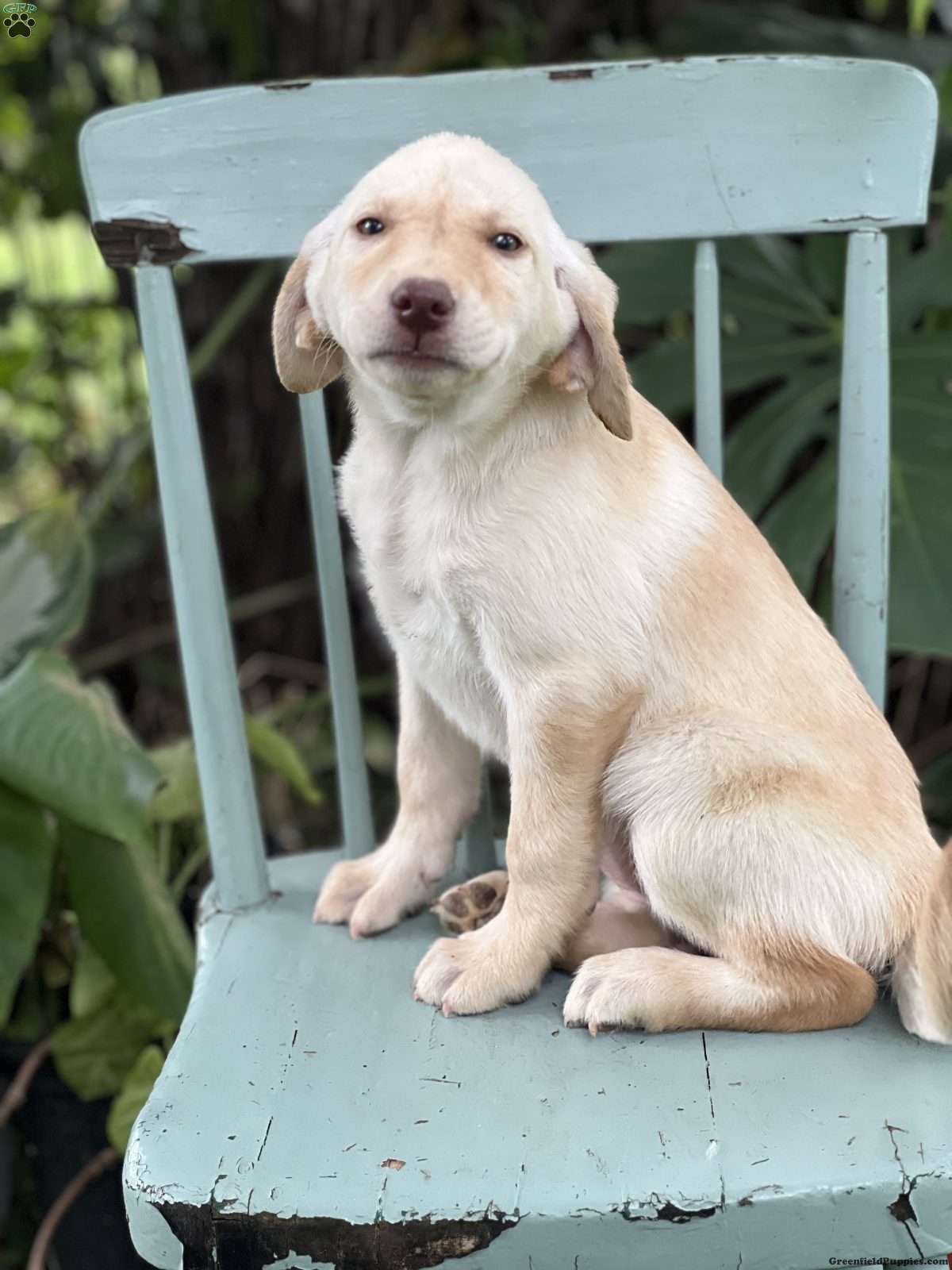 Mochi