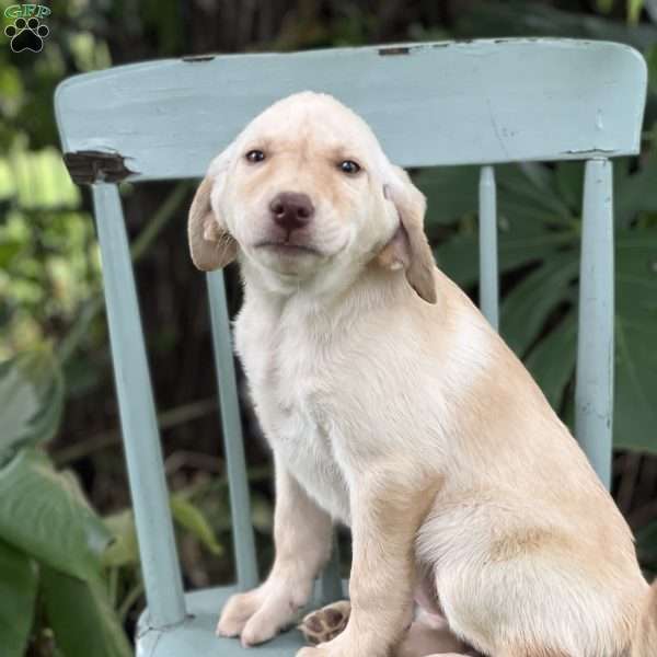 Mochi, Yellow Labrador Retriever Puppy