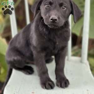 Milo, Yellow Labrador Retriever Puppy