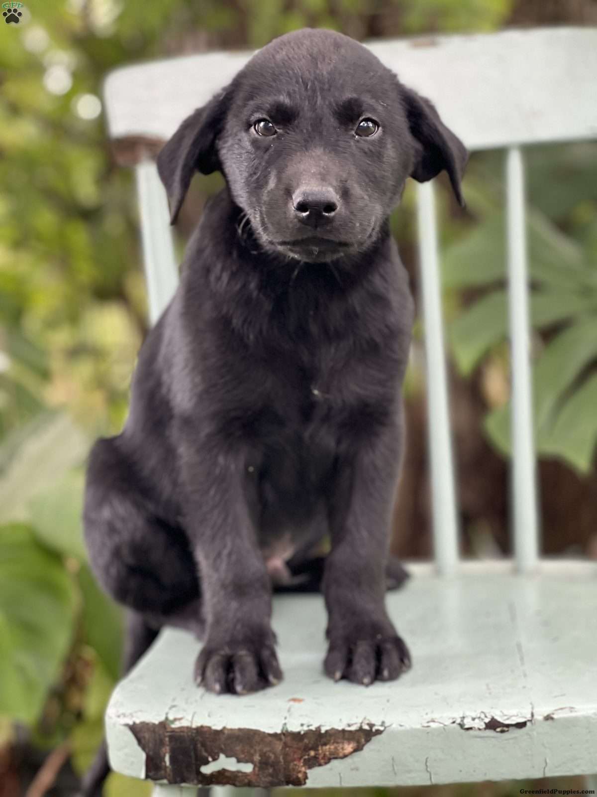 Milo