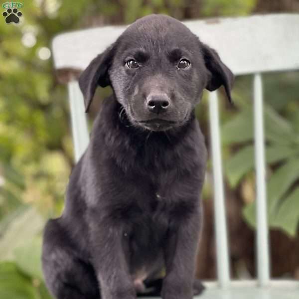 Milo, Yellow Labrador Retriever Puppy