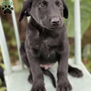 Macchiato, Yellow Labrador Retriever Puppy