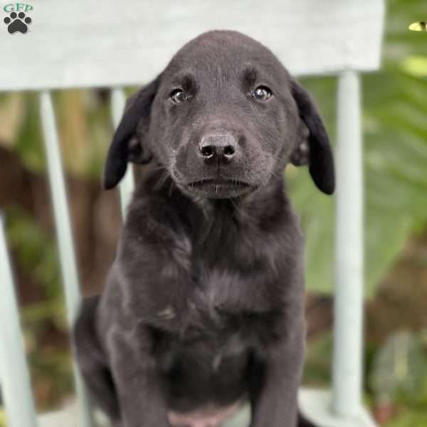 Macchiato, Yellow Labrador Retriever Puppy