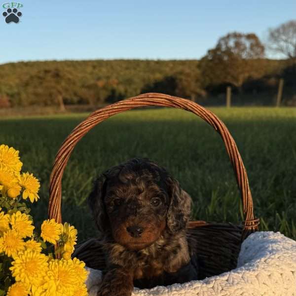 Sparky, Mini Goldendoodle Puppy