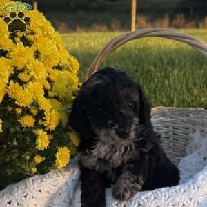 Sophia, Mini Goldendoodle Puppy