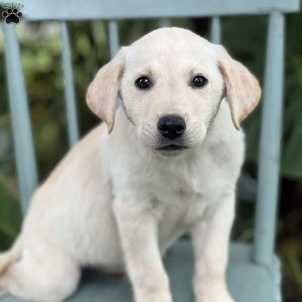 Matty, Yellow Labrador Retriever Puppy