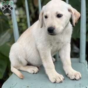 Matty, Yellow Labrador Retriever Puppy