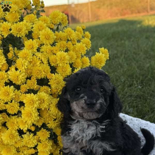 Sophia, Mini Goldendoodle Puppy