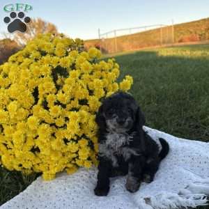 Sophia, Mini Goldendoodle Puppy
