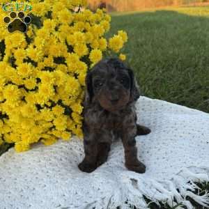 Sparky, Mini Goldendoodle Puppy