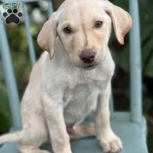 Miles, Yellow Labrador Retriever Puppy