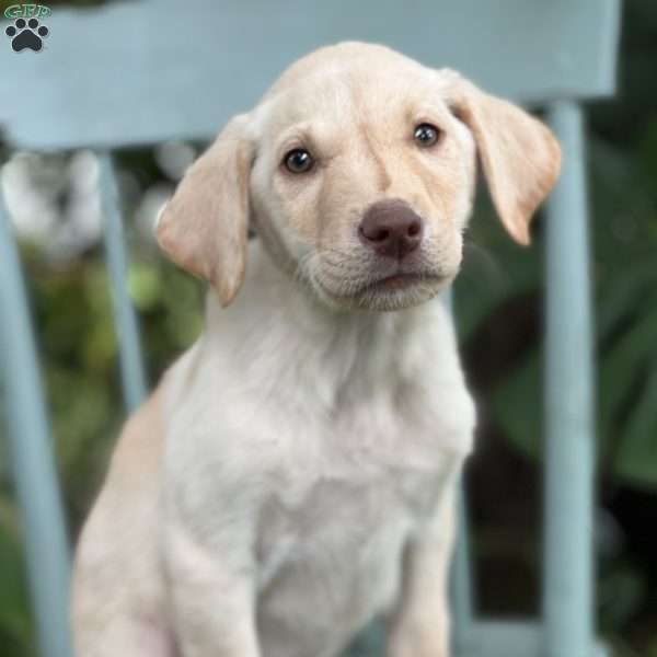 Miles, Yellow Labrador Retriever Puppy