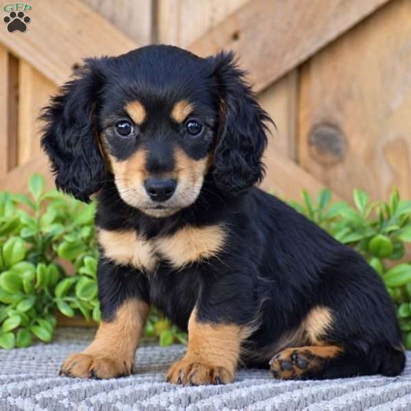 Rosie – Mini, Dachshund Puppy
