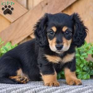 Rosie – Mini, Dachshund Puppy