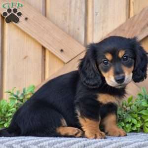 Ryan – Mini, Dachshund Puppy
