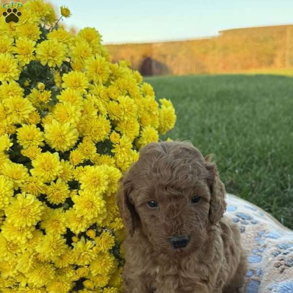Spencer, Mini Goldendoodle Puppy
