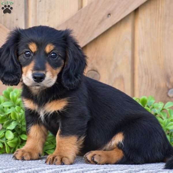 Ryan – Mini, Dachshund Puppy