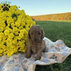 Spencer, Mini Goldendoodle Puppy